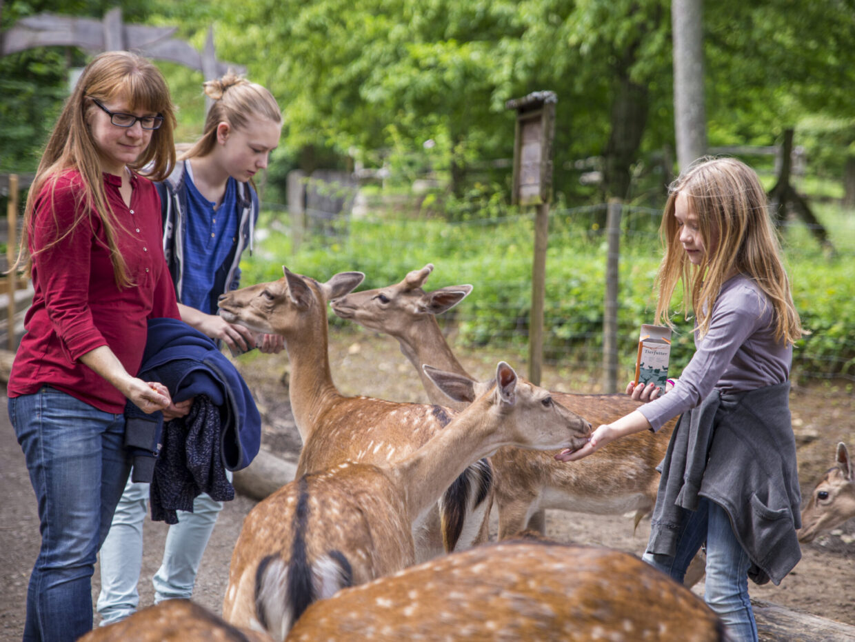 Menschen füttern Rehe im Wald