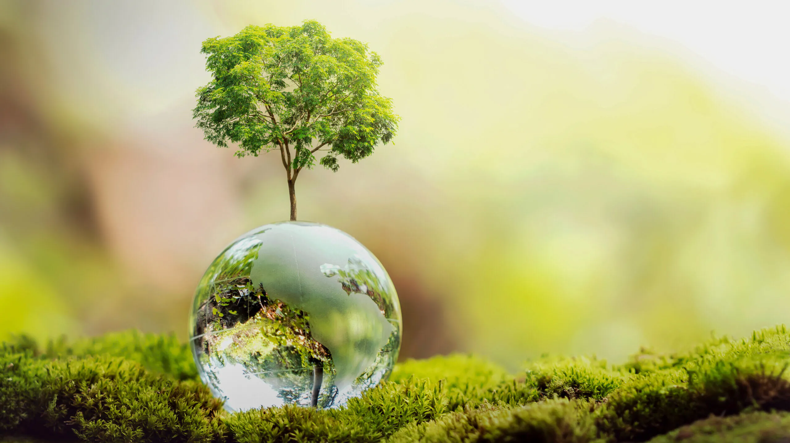 Baum wächst auf gläserner Erde, Naturkonzept
